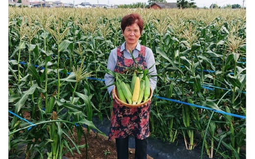 AE219 まるでフルーツのようなとうもろこし 約8kg 【ドルチェドリーム】 スイートコーン