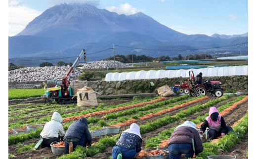 【令和8年度出荷分】AF156 新じゃがいも・新玉ねぎ・春人参のよくばりセット