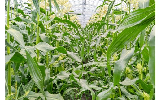 AG034　【令和8年度出荷分】5月下旬から出荷！「朝どれバイカラーコーン！」L×11～15本セット