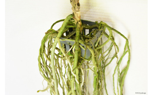 AG051希少な花　心躍る「華やかな恋」の予感　翡翠蘭（バンダ）　１株花付き