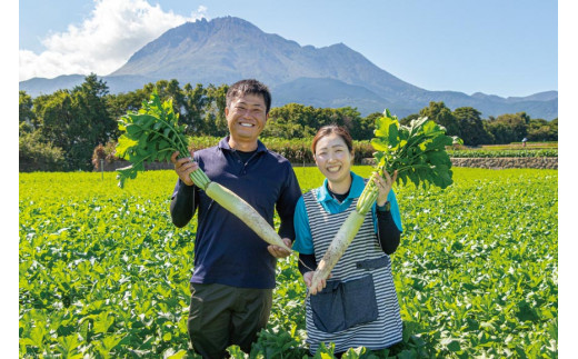 AG080 酒井農園の冬大根 3kg以上（3本入）