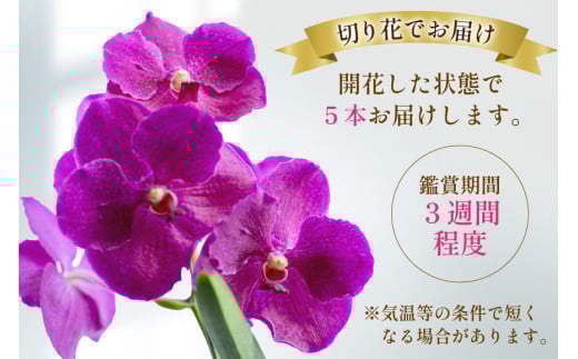 AI175 希少な花「華やかな恋」の予感 翡翠蘭(バンダ) 切り花 5本 セット ピンク [ 植物 花 ガーデン 希少 インテリア かわいい 個性的 北尾洋蘭園 長崎県 島原市 ]