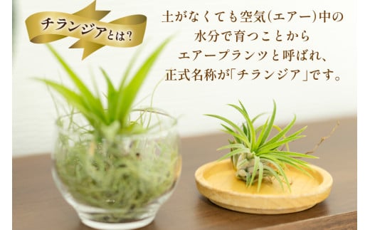 AI177 チランジア 3種 セット [ 観葉植物 インテリア エアープランツ エアプランツ フレクスオーサ イオナンタ スパニッシュモス お試し 植物 ガーデン グリーン 北尾洋蘭園 長崎県 島原市 ]