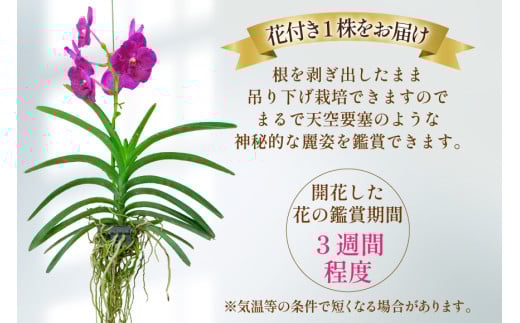 AI179 希少な花 心躍る「華やかな恋」の予感 翡翠蘭(バンダ)1株 花付き ピンク [ 植物 花 ガーデン 希少 インテリア かわいい 個性的 北尾洋蘭園 長崎県 島原市 ]