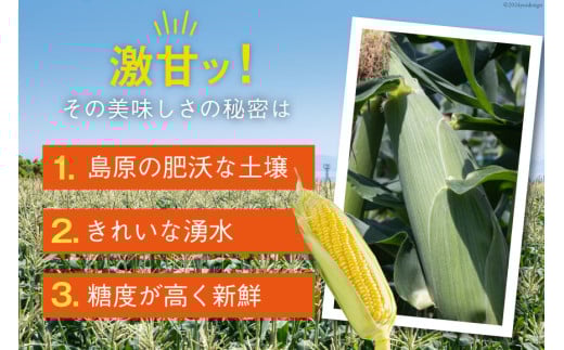 AI207【令和8年度出荷分】とうもろこし スイートコーン イエロー 2L~3Lサイズ 11本~12本 計5kg [ トウモロコシ コーン ゴールドラッシュ 野菜 5キロ さかいさんち SAKAI FARM 長崎県 島原市 ]