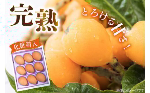 AI208【期間限定発送】訳あり 長崎 びわ 500g 温室ハウス栽培 長崎早生 [ フルーツ 枇杷 ビワ 果物 化粧箱入り 季節限定 99アイランドファーム 長崎県 島原市 ]