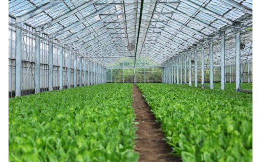 AI326 定期便 3回 ほうれん草 30束 [ 野菜 ホウレン草 やさい ホウレンソウ 冷蔵 葉物野菜 田中農園 長崎県 島原市 ]