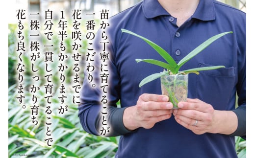 BB061気品高く咲き誇り続ける　島原の”蘭”3本立8号鉢36輪