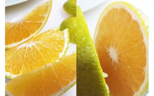 BC002 森崎果樹園自慢のスイートスプリング（10kg）[みかん ミカン 旬 10キロ 長崎県 島原市]