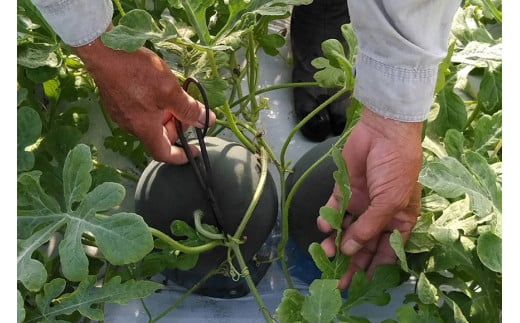 【令和8年度出荷分】BE275 黒小玉スイカ「ひとりじめBonBon」 5kg(1.7kg以上×2~3玉) ～名水百選の里 島原産～ [ Bunkou Farms 島原 合同会社 島原市 BE275 ]