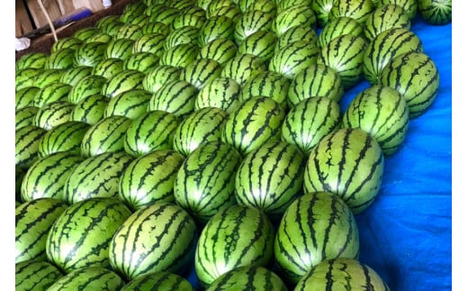 BE276 【令和8年度出荷分】小玉スイカ「うり坊」5kg（1.7kg以上×2～3玉） ～名水百選の里 島原産～