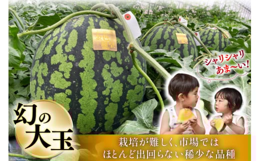 BG075【令和8年度出荷分】幻のゴールデンスイカ！～金色羅皇（ラオウ）～（7～12kg） [先行予約 数量限定 すいか スイカ 西瓜 らおう 羅王 フルーツ 果物 長崎 長崎県 島原市]