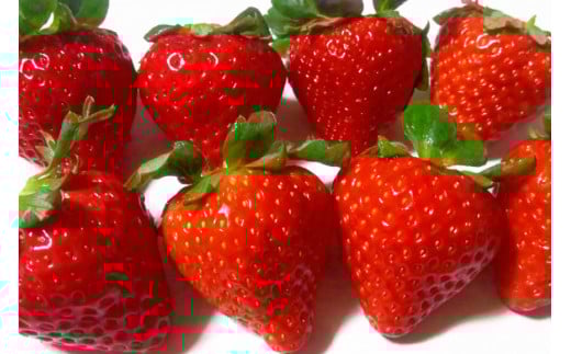 【期間限定発送】CG069 長崎県知事賞受賞【 大玉 いちご 】「 恋みのり (3L～5L)」265g×4パック ＜1～5月にお届け＞