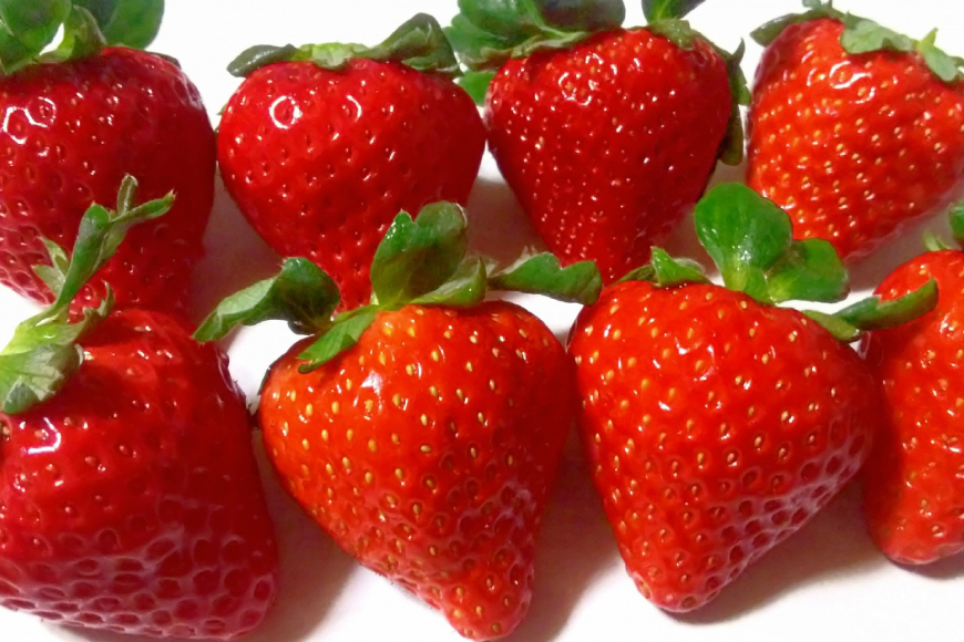 AJ648 長崎県知事賞受賞【厳選いちご】「恋みのり (2L～3L)」260g×4パック＜12月お届け＞ [ 苺 イチゴ こいみのり カンベリー KanBerry 菅園芸 長崎県 島原市 ]