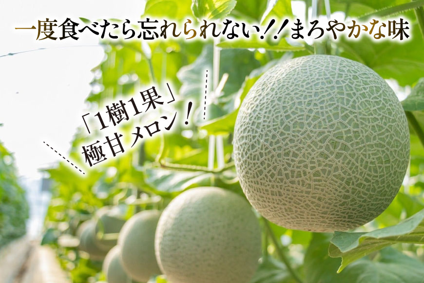 AJ650 【令和8年7-8月出荷分】 堀農園 マスクメロン 1玉 [ メロン めろん 青肉メロン 黄緑 果物 フルーツ おいしい 甘い 堀農園 長崎県 島原市 ]