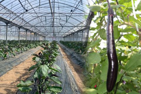 BF004【令和8年度出荷分】皮までおいしい！島原 大長ナス 5kg [ なす ナス 茄子 なすび 野菜 長ナス 天ぷら 焼き茄子 味噌汁 産地直送 長崎県 島原市 ]