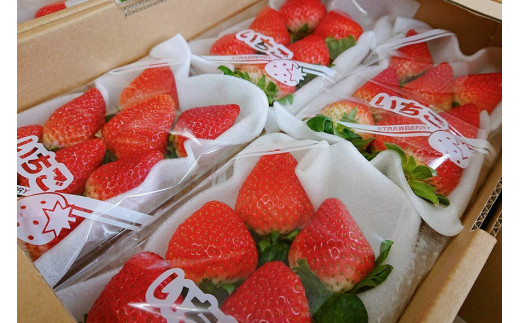 AE133【期間限定】野菜ソムリエselection 特選いちご｢恋みのり｣｢ゆめのか｣（2Lサイズ・各2パック）