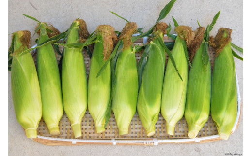 AE155 とうもろこし おおもの スーパースイートコーン 約4kg 【3Lサイズ以上！】