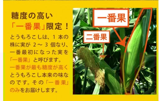 AE156 まるでフルーツのようなとうもろこし 約4kg ドルチェドリーム スイートコーン