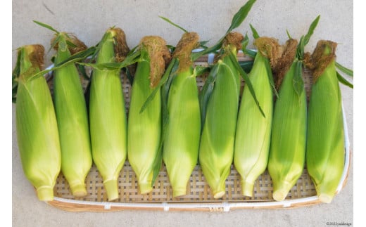 AE218 とうもろこし おおもの スーパースイートコーン 約8kg 【3Lサイズ以上！】