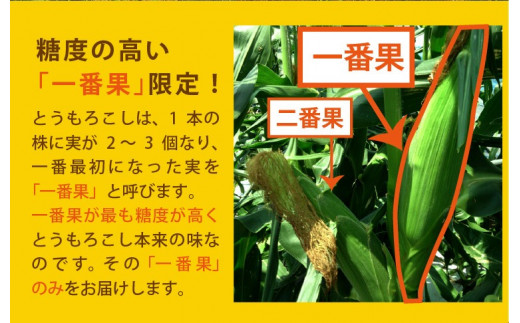 AE219 まるでフルーツのようなとうもろこし 約8kg 【ドルチェドリーム】 スイートコーン