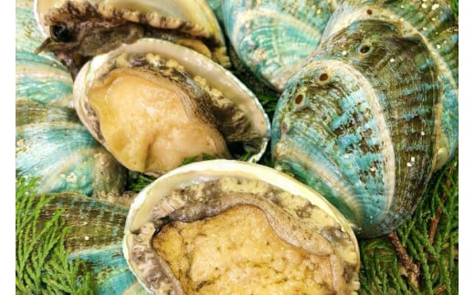 AF030【訳あり】漁協直送！島原ジオあわび 8個（ちょっと小ぶり：6cm以上）