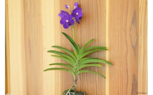 AG051希少な花　心躍る「華やかな恋」の予感　翡翠蘭（バンダ）　１株花付き