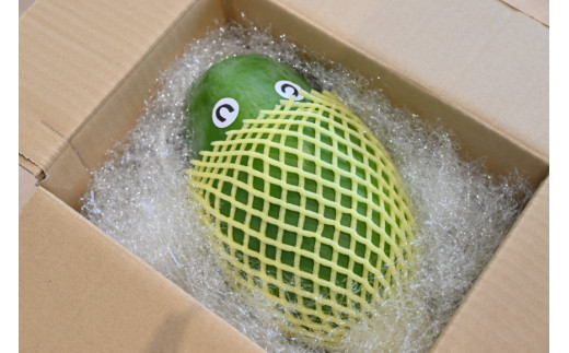 AG058【数量限定】島原産 グリーンパパイヤ 1.2kg以上×1玉