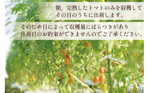 AG136【3回定期便】全国にファンがいる高級フルーツトマト アイコ たっぷり！1kg