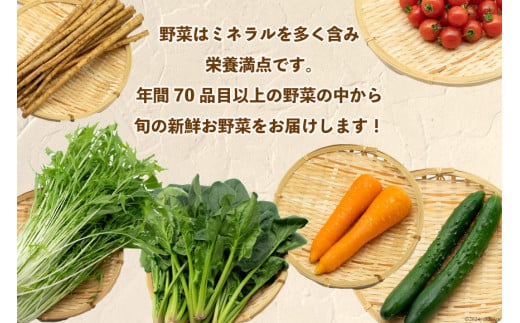 AI023【10～5月限定出荷】こむたの旬の野菜つめあわせ(13～15品目)おまかせ L セット 【 野菜 やさい 旬 種類 人気 オススメ 新鮮 詰め合わせ こむた 小無田 青果 長崎県 島原市 】