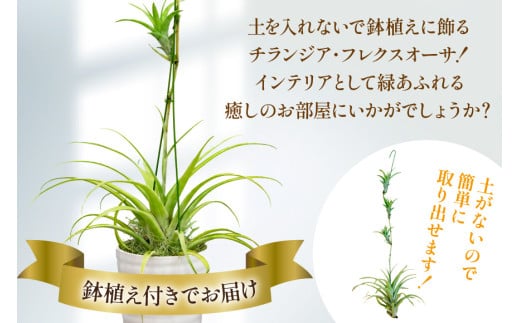 AI176 鉢植えで飾る チランジア フレクスオーサ  [ 観葉植物 インテリア エアープランツ エアプランツ 鉢植え 植物 ガーデン グリーン おしゃれ 北尾洋蘭園 長崎県 島原市 ]