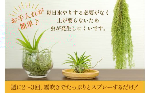 AI177 チランジア 3種 セット [ 観葉植物 インテリア エアープランツ エアプランツ フレクスオーサ イオナンタ スパニッシュモス お試し 植物 ガーデン グリーン 北尾洋蘭園 長崎県 島原市 ]