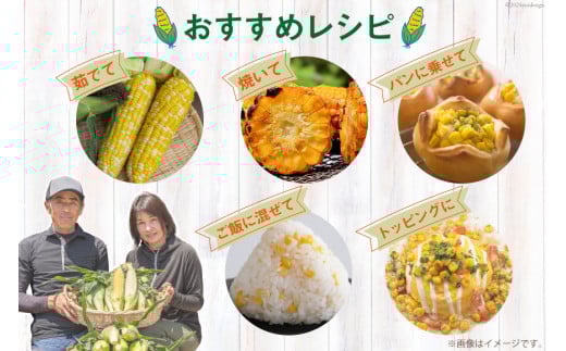 AI206【令和8年度出荷分】とうもろこし スイートコーン ホワイト 2L~3Lサイズ 11本~12本 計5kg [ トウモロコシ コーン ホワイトコーン 野菜 5キロ さかいさんち SAKAI FARM 長崎県 島原市 ]