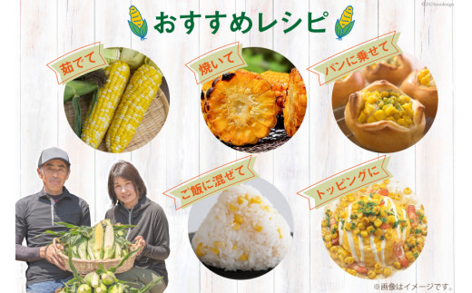 AI207【令和8年度出荷分】とうもろこし スイートコーン イエロー 2L~3Lサイズ 11本~12本 計5kg [ トウモロコシ コーン ゴールドラッシュ 野菜 5キロ さかいさんち SAKAI FARM 長崎県 島原市 ]