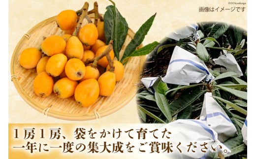 AI208【期間限定発送】訳あり 長崎 びわ 500g 温室ハウス栽培 長崎早生 [ フルーツ 枇杷 ビワ 果物 化粧箱入り 季節限定 99アイランドファーム 長崎県 島原市 ]