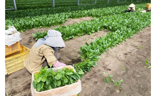 AI331 定期便 12回 小松菜 10束 [ 野菜 こまつな やさい 冷蔵 葉物野菜 田中農園 長崎県 島原市 ]