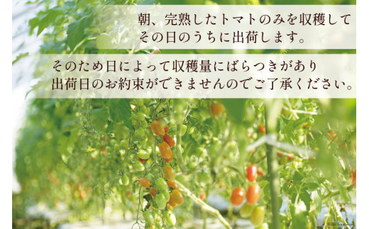 BA001 全国にファンがいる高級フルーツトマト アイコ どっさり！3kg [トマト フルーツトマト 3キロ 山口農園 長崎県 島原市]