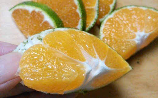 ※廃番※BD001 限定！森崎果樹園の露地もの青みかん（12kg）[みかん ミカン オレンジ 果物 くだもの フルーツ 酸味 露地もの 青もの 長崎県 島原市]