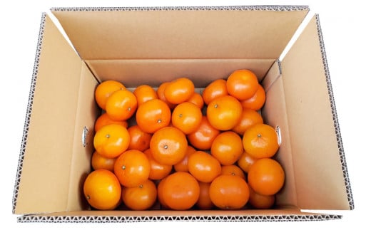 BD021 森崎果樹園自慢の『麗紅（れいこう）』5kg [みかん ミカン れいこう 麗紅 5キロ 果物 森崎果樹園 長崎県 島原市]