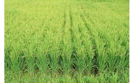 BE109 低温熟成米（ヒノヒカリ・精米）　1.5kg真空パック×2袋