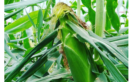 BE278 6月中旬から出荷！「幻の朝どれホワイトコーン！」 Lサイズ以上×5本 ～名水百選の里 島原産～