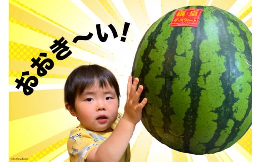 BG059【令和8年度出荷分】絶品！大玉スイカ～羅皇（ラオウ）～（7～10kg）[先行予約 数量限定 すいか スイカ 西瓜 フルーツ 果物 長崎 長崎県 島原市]