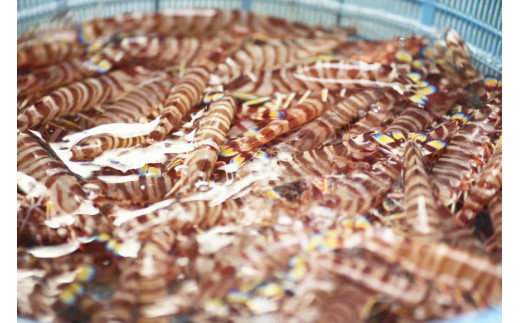 BG065【定期便】有明海 旬の鮮魚 漁協おすすめ 海の幸定期便 計6回