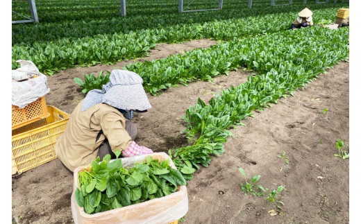 【BH012】小松菜 150g×5束