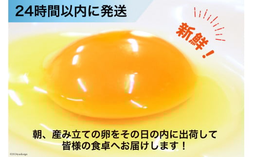 BI024 雲仙たまごLサイズ  40個 (10個入り×4パック) (37個＋割れ補償3個入り) [ 卵 たまご 生卵 鶏卵 赤卵 玉子 新鮮 塚ちゃん雲仙たまご村 長崎県 島原市 ]