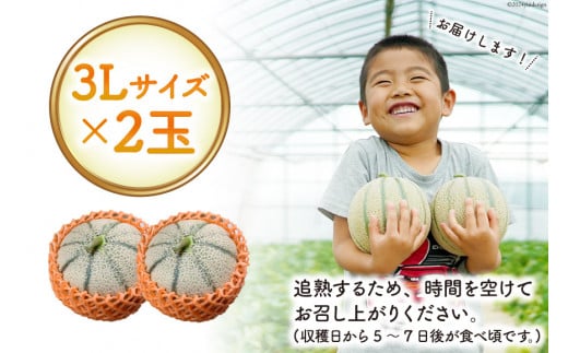BI112 【令和8年度出荷分】 島原赤肉メロン「マルセイユ」（3L×2玉） [ メロン めろん マルセイユ 赤肉 フルーツ 果物 小原商店 長崎県 島原市 ]