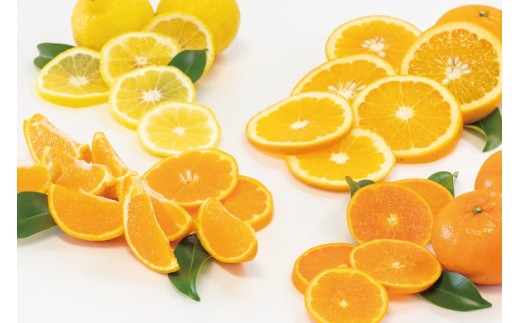 CC003 森崎果樹園のこだわり旬のみかんセット 10kg [みかん ミカン 旬 10キロ 長崎県 島原市]