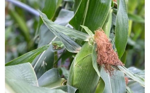 CE280【令和8年度出荷分】 5月下旬から出荷！ 朝どれ スイートコーン L×5本セット(1.8kg入) ～名水百選の里 島原産～