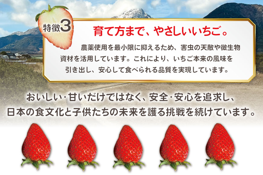 AJ437 【2025年12月発送開始】 いちご ほおばるベリー 約 500g ( 250g 2パック ) [ 苺 イチゴ 500g 甘い あまい おいしい ブランド フルーツ 果物 出田農円 長崎県 島原市 ]