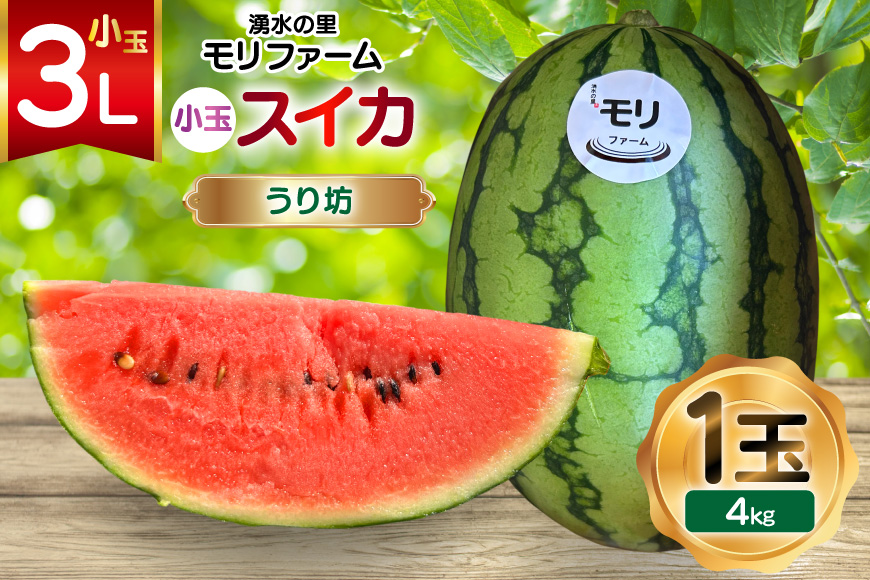 AJ460 【令和8年度出荷分】 湧水の里 モリファーム 小玉スイカ うり坊 3L 4kg 1玉 [ 先行予約 数量限定 小玉 うり坊 スイカ 西瓜 フルーツ 果物 長崎 長崎県 島原市 ]